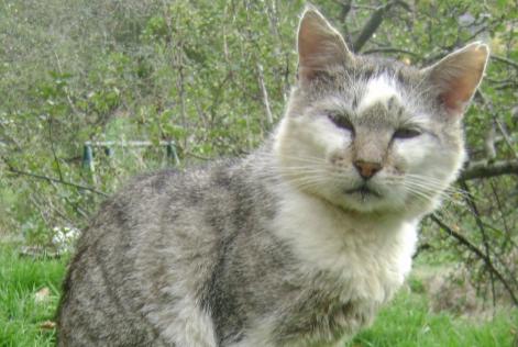 Vermisstmeldung Katze Männliche , 15 jahre Magnat-l'Étrange Frankreich