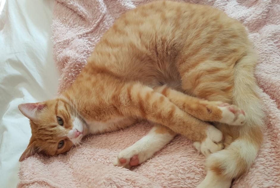 Vermisstmeldung Katze  Männliche , 8 jahre Cers Frankreich