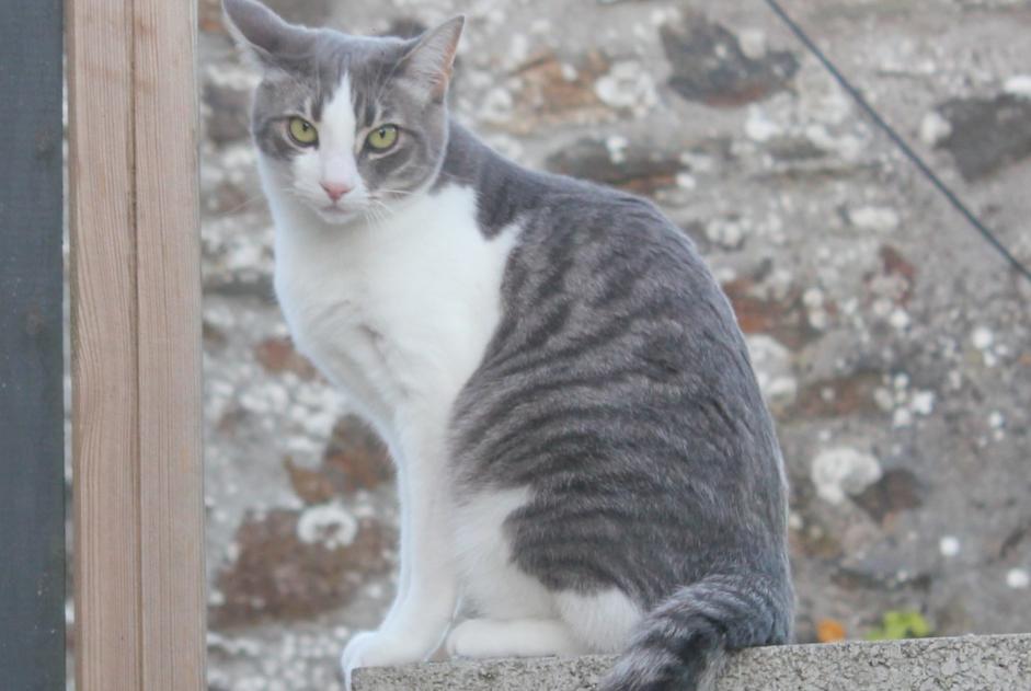 Vermisstmeldung Katze Männliche , 9 jahre Hanvec Frankreich