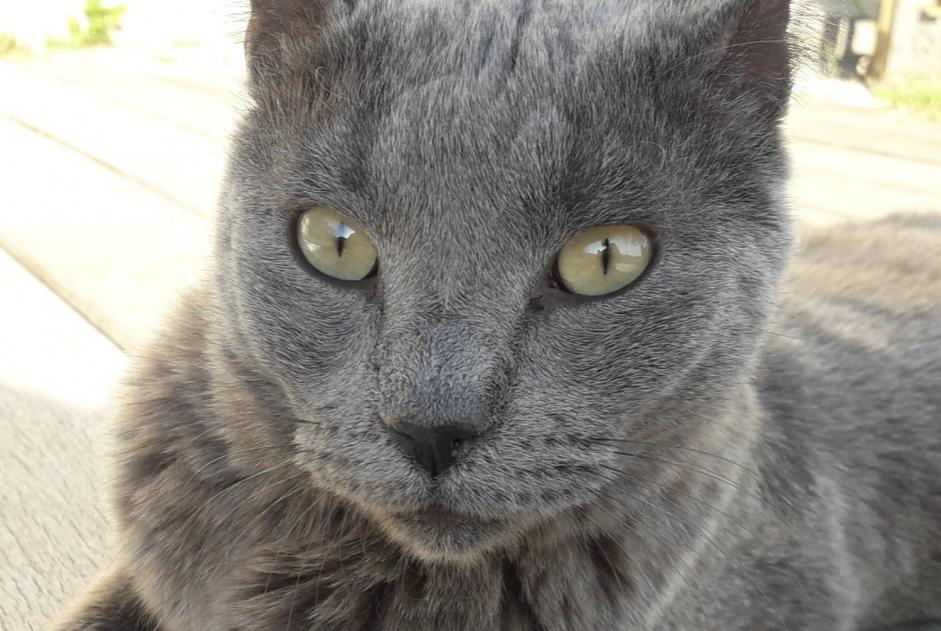 Vermisstmeldung Katze  Weiblich , 11 jahre L'Escarène Frankreich