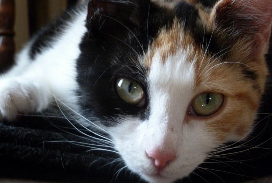 Vermisstmeldung Katze Weiblich , 10 jahre Compiègne Frankreich