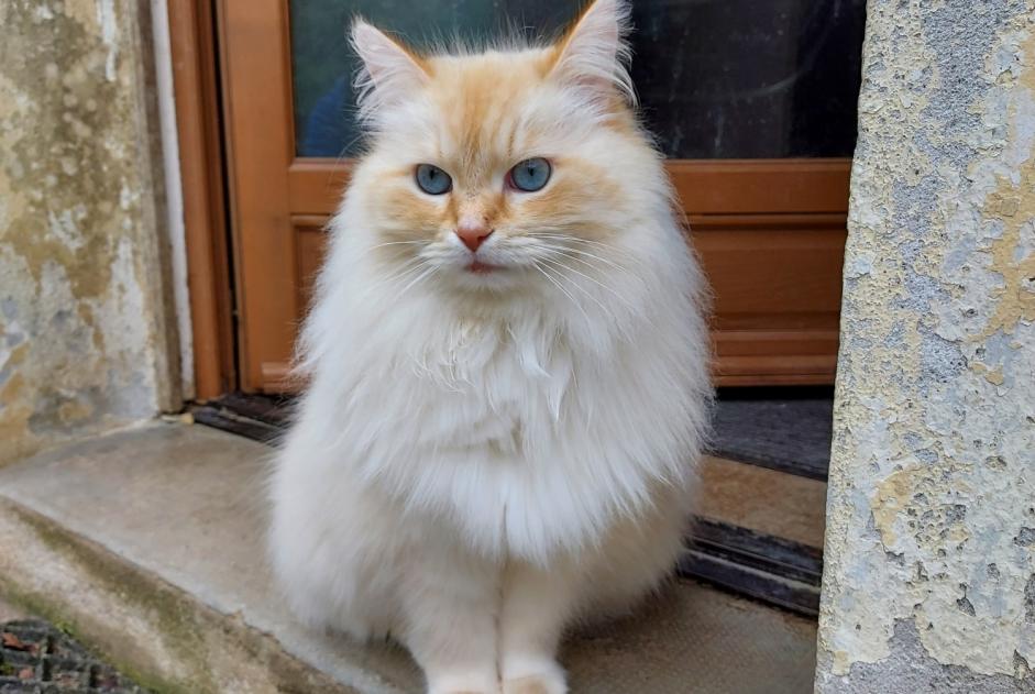 Vermisstmeldung Katze  Männliche , 8 jahre Motreff Frankreich