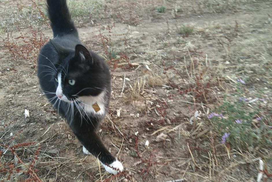 Vermisstmeldung Katze  Männliche , 10 jahre Valherbasse Frankreich