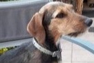 Vermisstmeldung Hund rassenmischung Weiblich , 7 jahre Stotzheim Frankreich