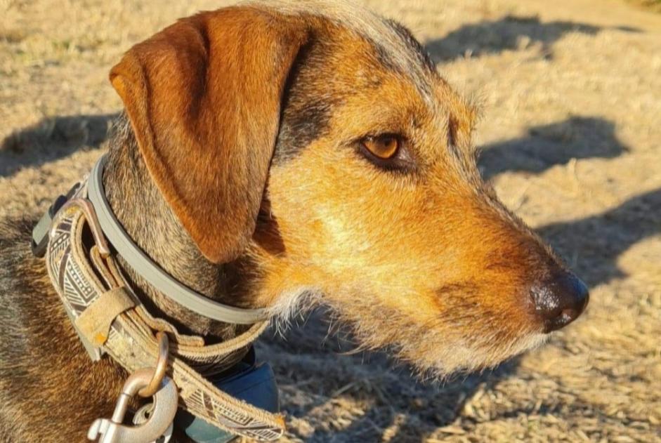 Vermisstmeldung Hund rassenmischung Weiblich , 7 jahre Stotzheim Frankreich