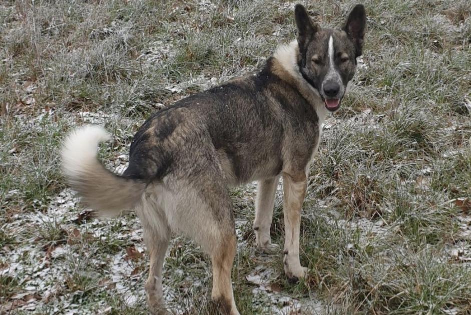 Vermisstmeldung Hund rassenmischung Männliche , 5 jahre Colombies Frankreich