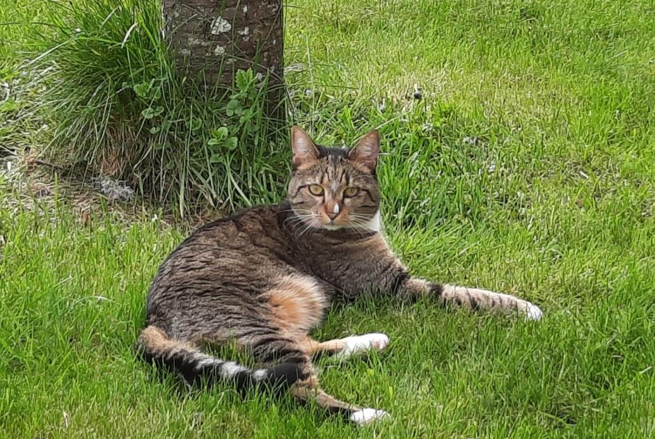 Vermisstmeldung Katze rassenmischung Weiblich , 4 jahre Marigny-l'Église Frankreich