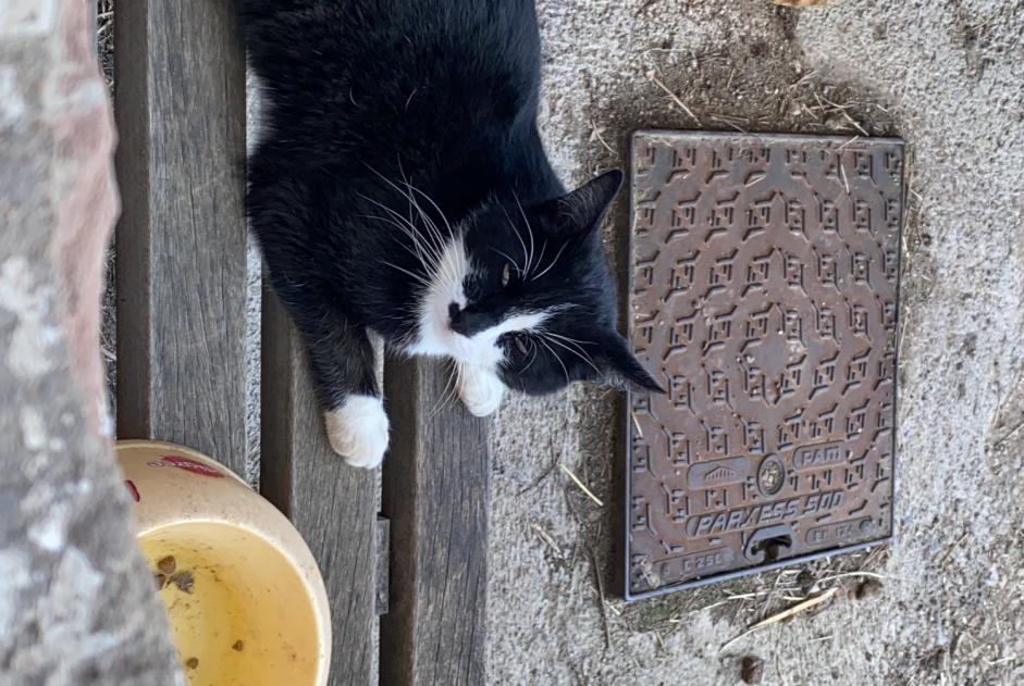 Vermisstmeldung Katze  Männliche , 8 jahre Bermont Frankreich