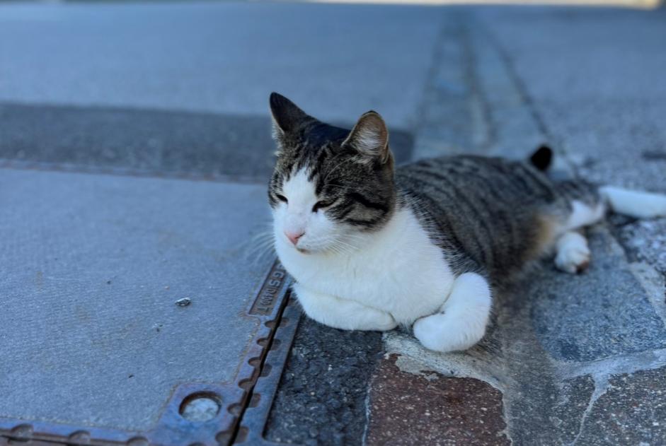 Vermisstmeldung Katze rassenmischung Männliche , 5 jahre Crans-Montana Schweiz