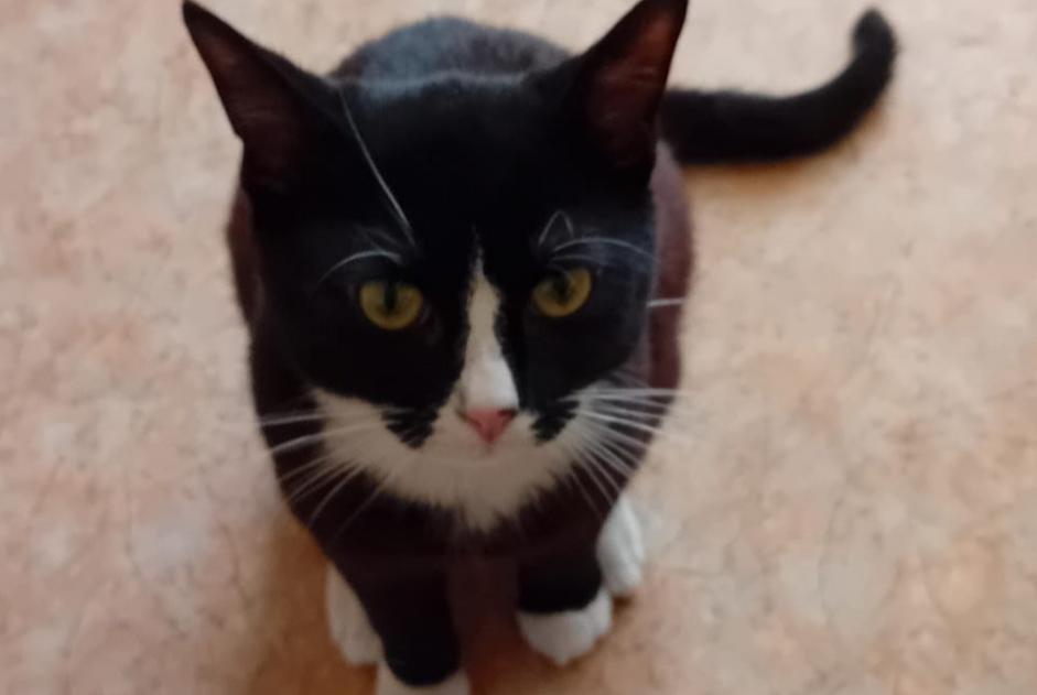 Vermisstmeldung Katze Männliche , 1 jahre Gien Frankreich