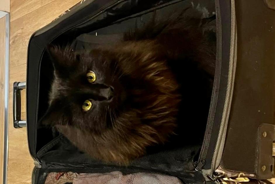 Vermisstmeldung Katze rassenmischung Männliche , 3 jahre Saubion Frankreich