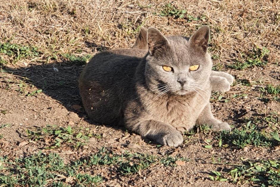 Vermisstmeldung Katze  Männliche , 10 jahre Saint-Viâtre Frankreich