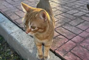 Fundmeldung Katze Männliche Málaga Spanien