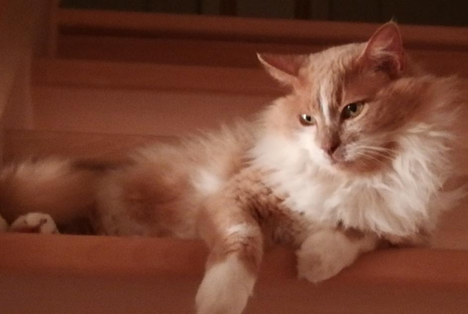 Vermisstmeldung Katze rassenmischung Männliche , 13 jahre Plescop Frankreich