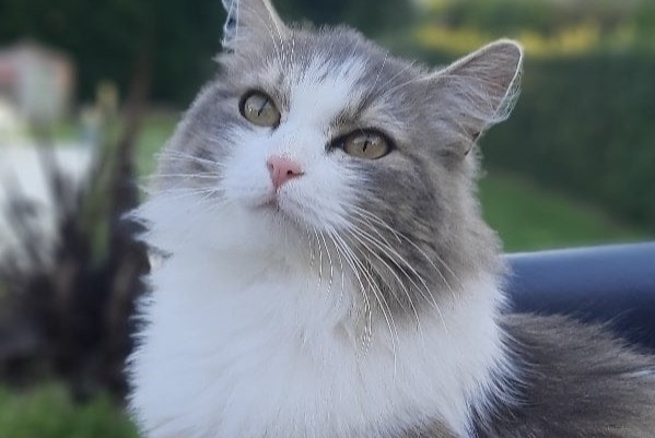 Vermisstmeldung Katze Weiblich , 3 jahre Lédat Frankreich
