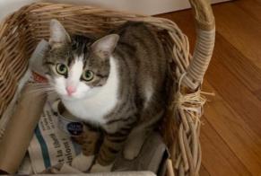 Vermisstmeldung Katze rassenmischung Weiblich , 2 jahre Saint-Ondras Frankreich