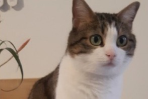 Vermisstmeldung Katze rassenmischung Weiblich , 2 jahre Saint-Ondras Frankreich