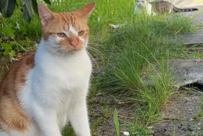 Vermisstmeldung Katze  Männliche , 2 jahre Beaugency Frankreich