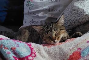 Vermisstmeldung Katze  Weiblich , 2 jahre Andrest Frankreich
