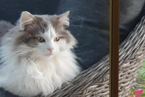 Vermisstmeldung Katze Männliche , 5 jahre Dracy-Saint-Loup Frankreich
