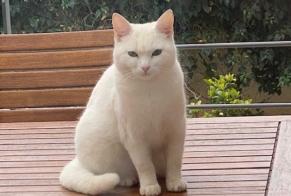Vermisstmeldung Katze Weiblich , 4 jahre Bellerive-sur-Allier Frankreich
