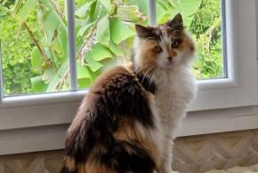 Vermisstmeldung Katze Weiblich , 6 jahre Ploudaniel Frankreich