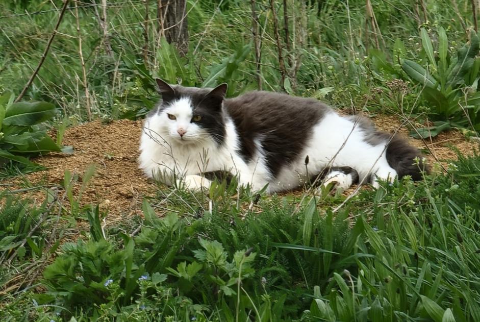 Vermisstmeldung Katze Männliche , 8 jahre Chuyer Frankreich