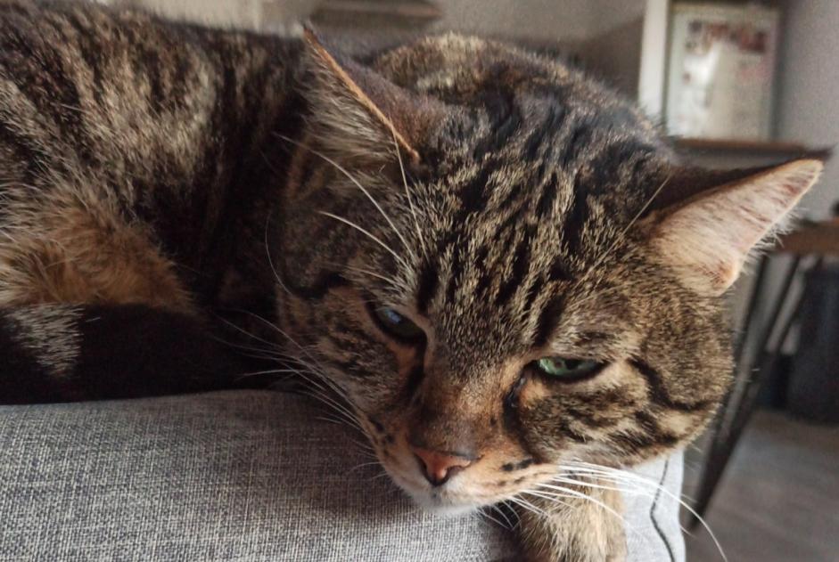Vermisstmeldung Katze  Männliche , 17 jahre Saint-Georges-d'Orques Frankreich