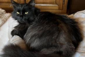 Vermisstmeldung Katze Männliche , 5 jahre Courchelettes Frankreich