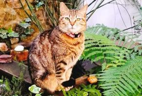 Vermisstmeldung Katze Weiblich , 8 jahre Lamure-sur-Azergues Frankreich