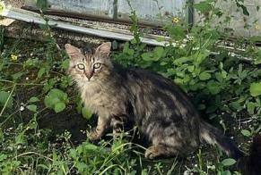 Fundmeldung Katze rassenmischung Unbekannt Bourgoin-Jallieu Frankreich