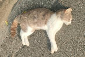 Fundmeldung Katze Unbekannt Saint-Médard-en-Jalles Frankreich