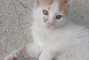 Fundmeldung Katze Weiblich , Zwischen 4 und 6 Monaten Saint-Denis-de-Pile Frankreich