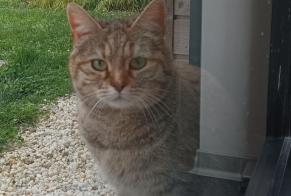 Vermisstmeldung Katze Weiblich , 2 jahre Versonnex Frankreich