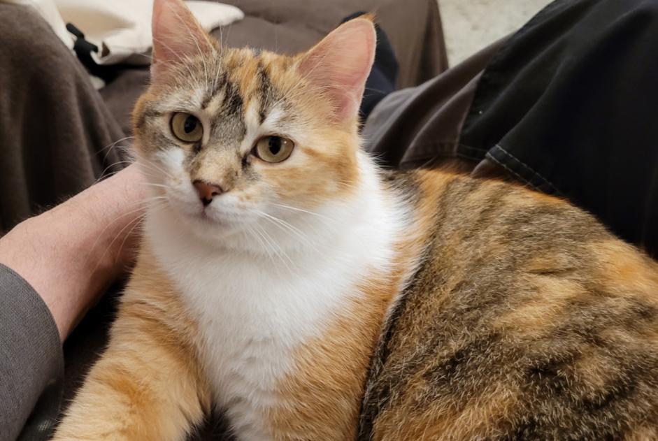 Vermisstmeldung Katze  Weiblich , 1 jahre Saverdun Frankreich