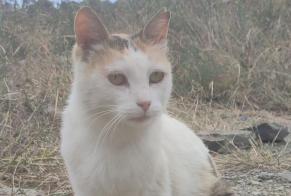 Fundmeldung Katze Weiblich , 3 Jahre Cadaqués Spanien