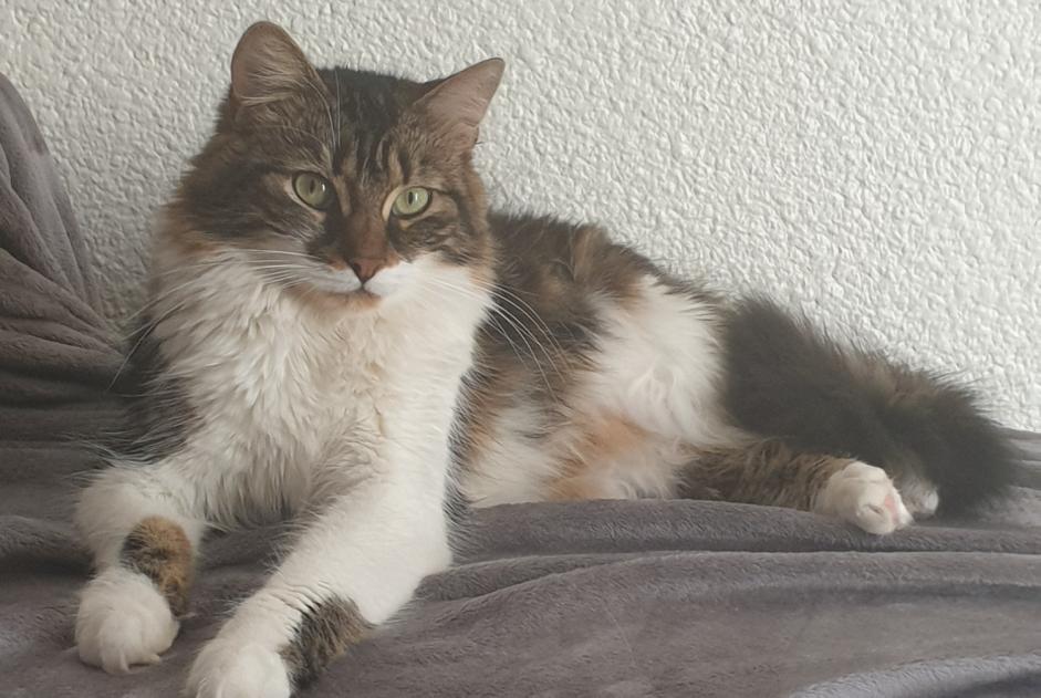 Vermisstmeldung Katze Weiblich , 3 jahre Saint-Max Frankreich