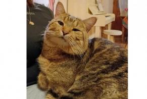 Vermisstmeldung Katze  Männliche , 4 jahre Tournon-sur-Rhône Frankreich