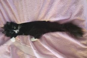 Vermisstmeldung Katze Weiblich , 2 jahre Loix Frankreich