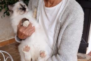 Vermisstmeldung Katze  Weiblich , 15 jahre Biot Frankreich