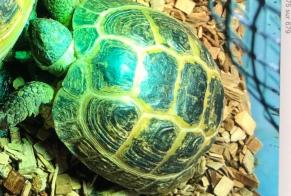 Vermisstmeldung Schildkröte Weiblich , 2024 jahre Châtellerault Frankreich