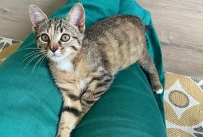 Fundmeldung Katze rassenmischung Weiblich , Zwischen 4 und 6 Monaten Annemasse Frankreich