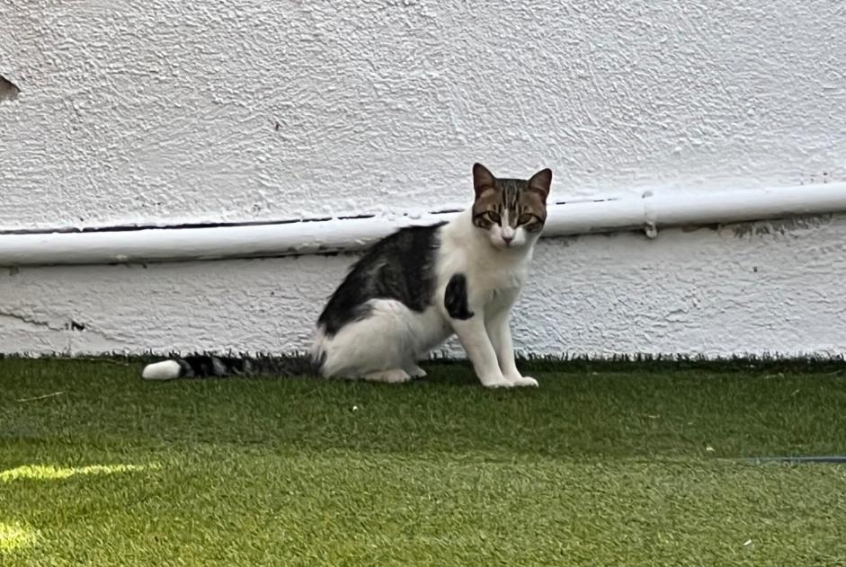 Fundmeldung Katze Männliche Callosa de Ensarriá Spanien