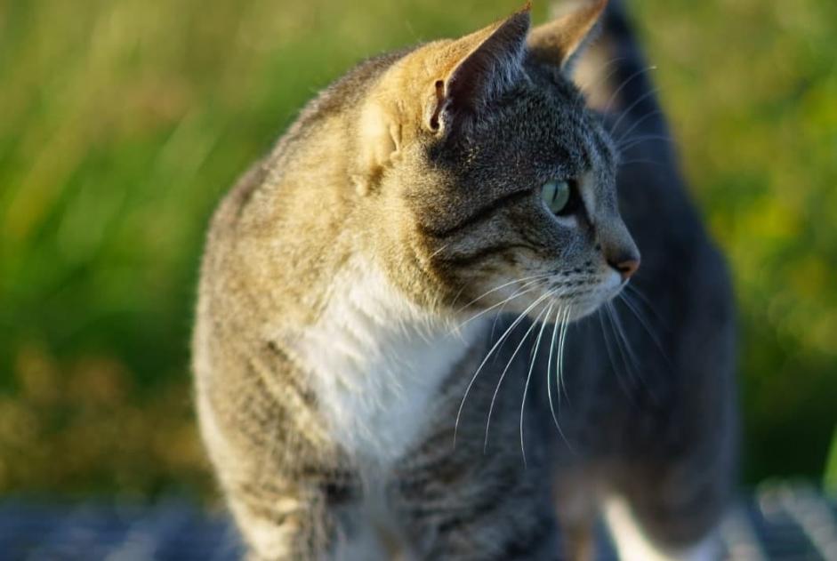 Vermisstmeldung Katze rassenmischung Weiblich , 9 jahre Cañada del Trigo Spanien