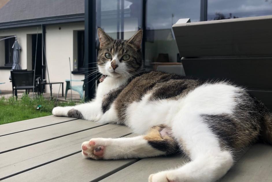 Vermisstmeldung Katze Männliche , 2 jahre Châteaugiron Frankreich