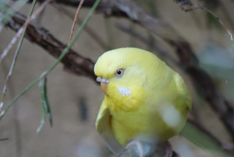 Fundmeldung Vogel Weiblich La Tour-sur-Orb Frankreich