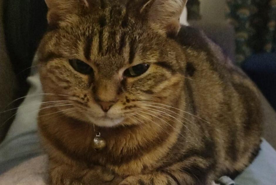 Vermisstmeldung Katze Weiblich , 6 jahre Le Plessis-Trévise Frankreich