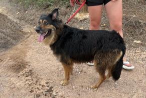 Fundmeldung Hund Weiblich Bonifacio Frankreich