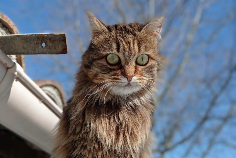 Vermisstmeldung Katze Weiblich , 6 jahre Agonès Frankreich