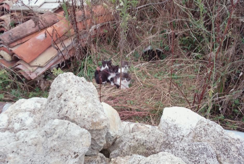 Fundmeldung Katze Weiblich Boé Frankreich